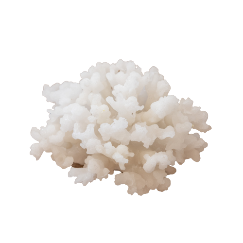 Small Polyresin Coral