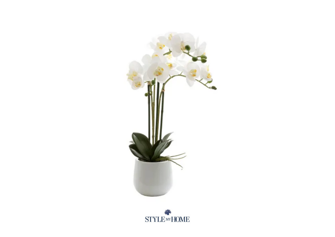 Orchid Phalaenopsis In Gloss Ceramic Pot