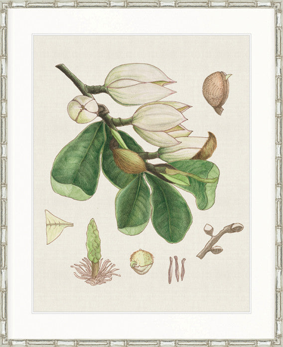 Classic Botanical Study Iii