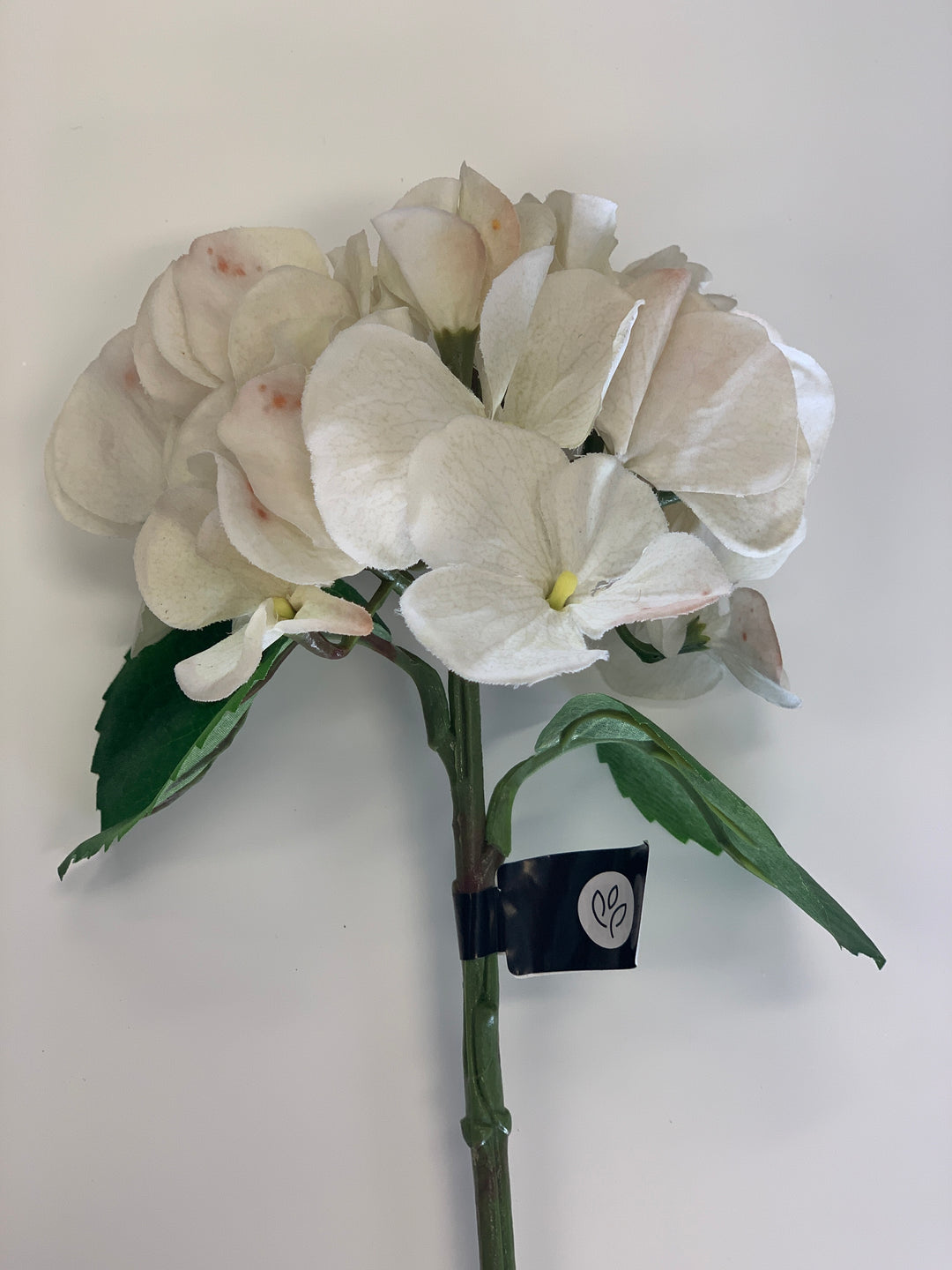 Hydrangea Stem White