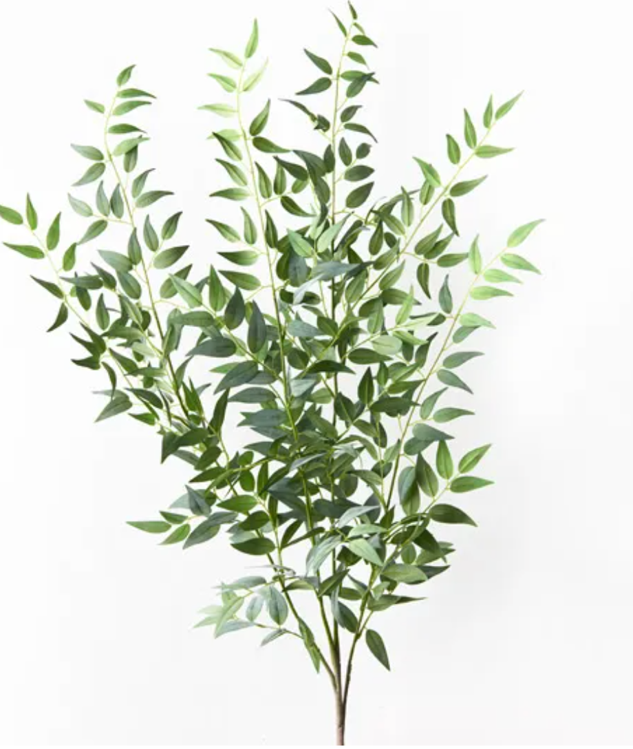 Ruscus Italian Bush